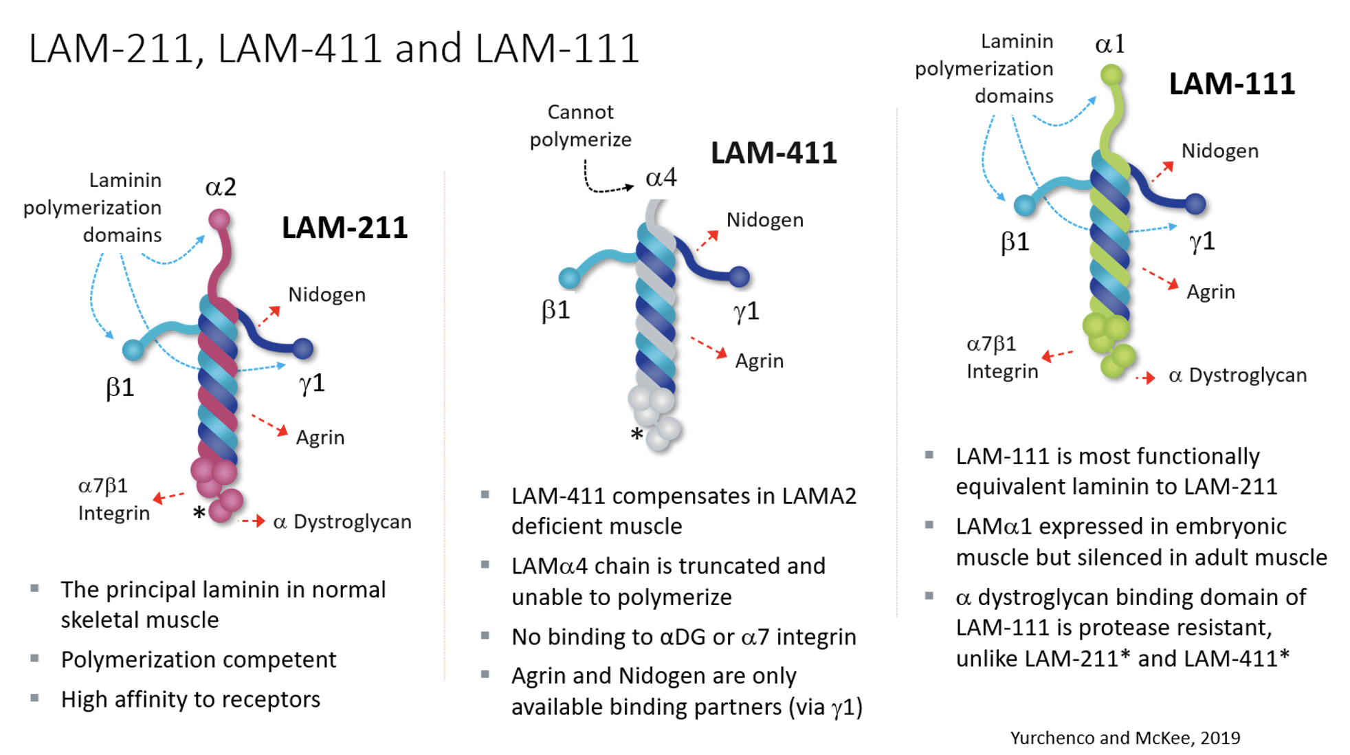 LAM Diagram